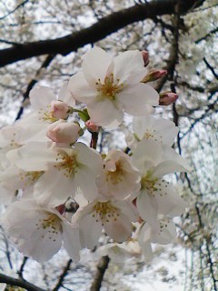 A close-up of some cherry blossoms.